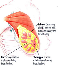 ������������� �������